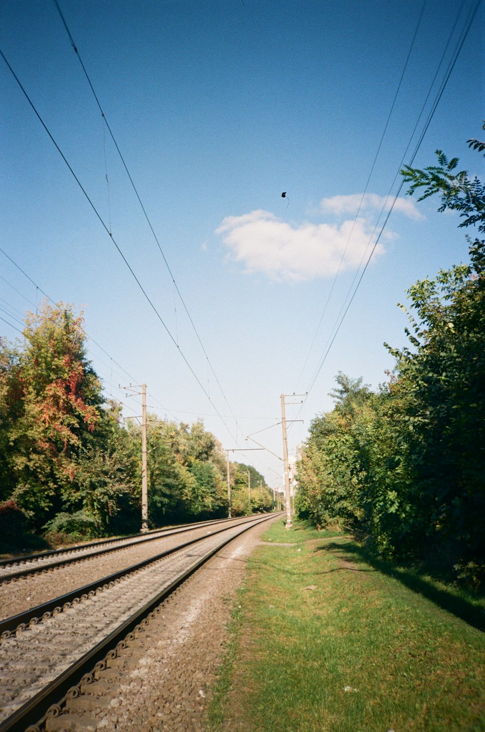 train tracks with trees on either side