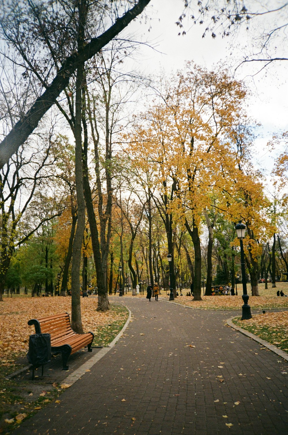 a path with benches and trees on either side of it