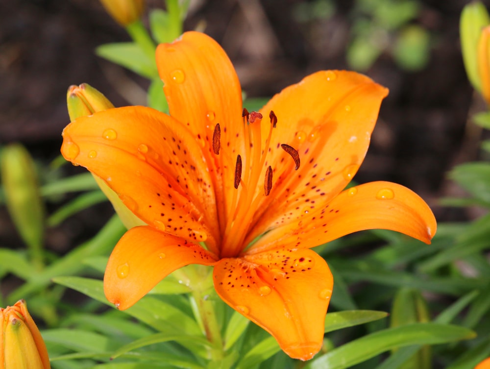 a close up of a flower