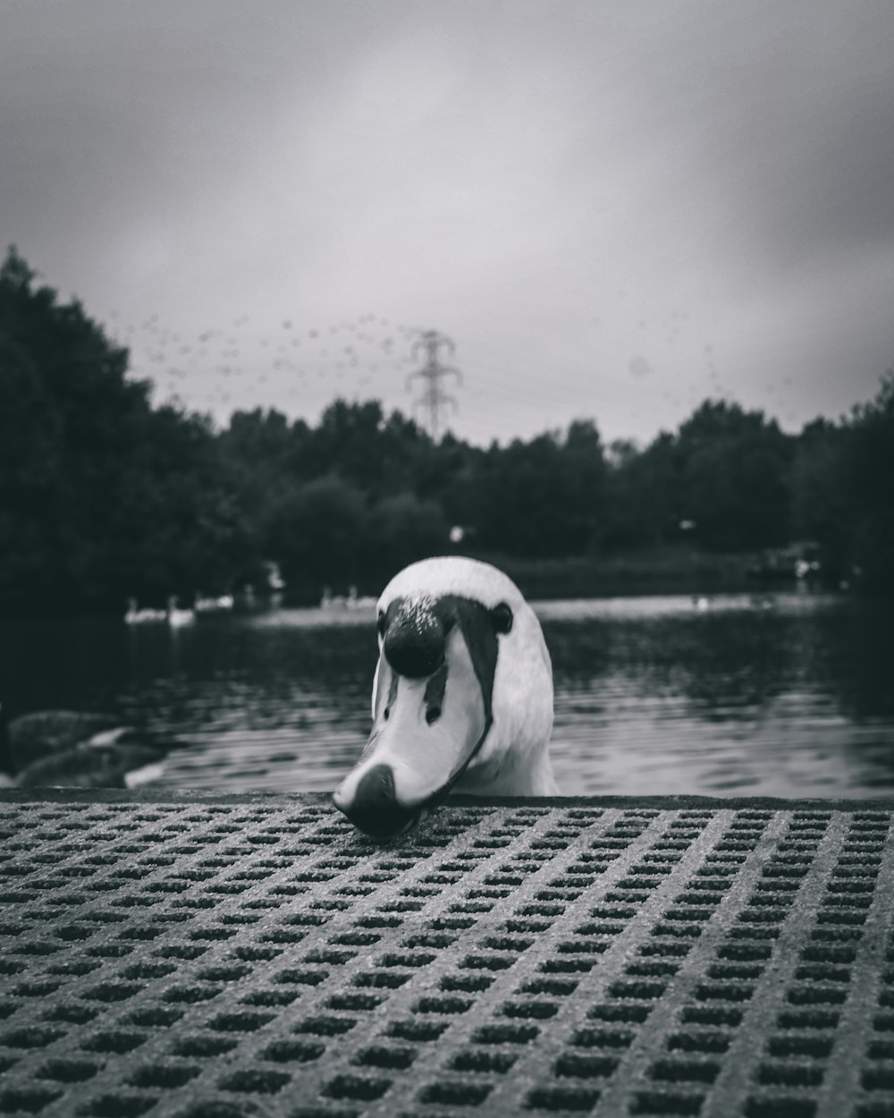 a duck on a dock