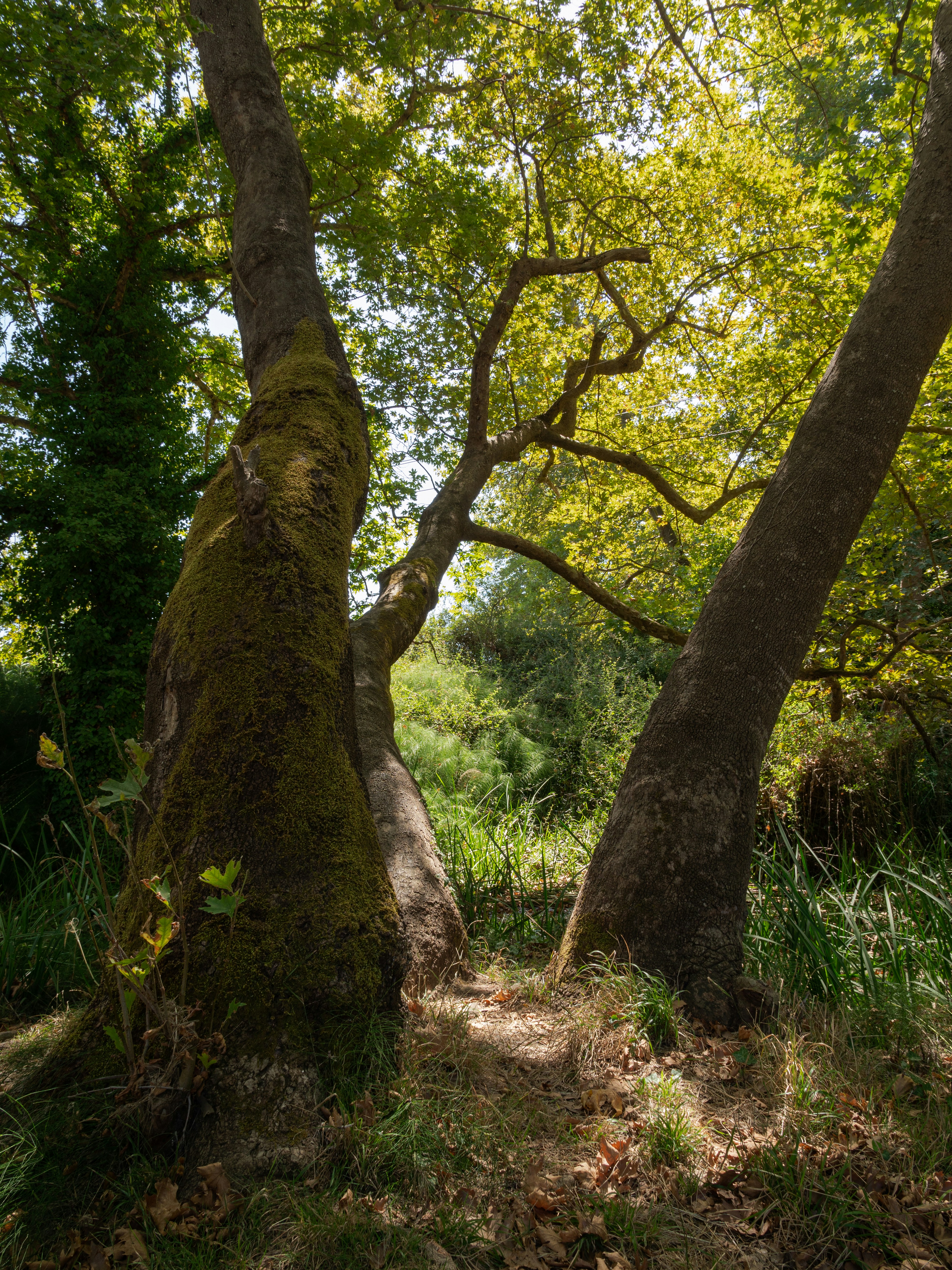 A group of trees in a forest photo Free Greece Image on Unsplash