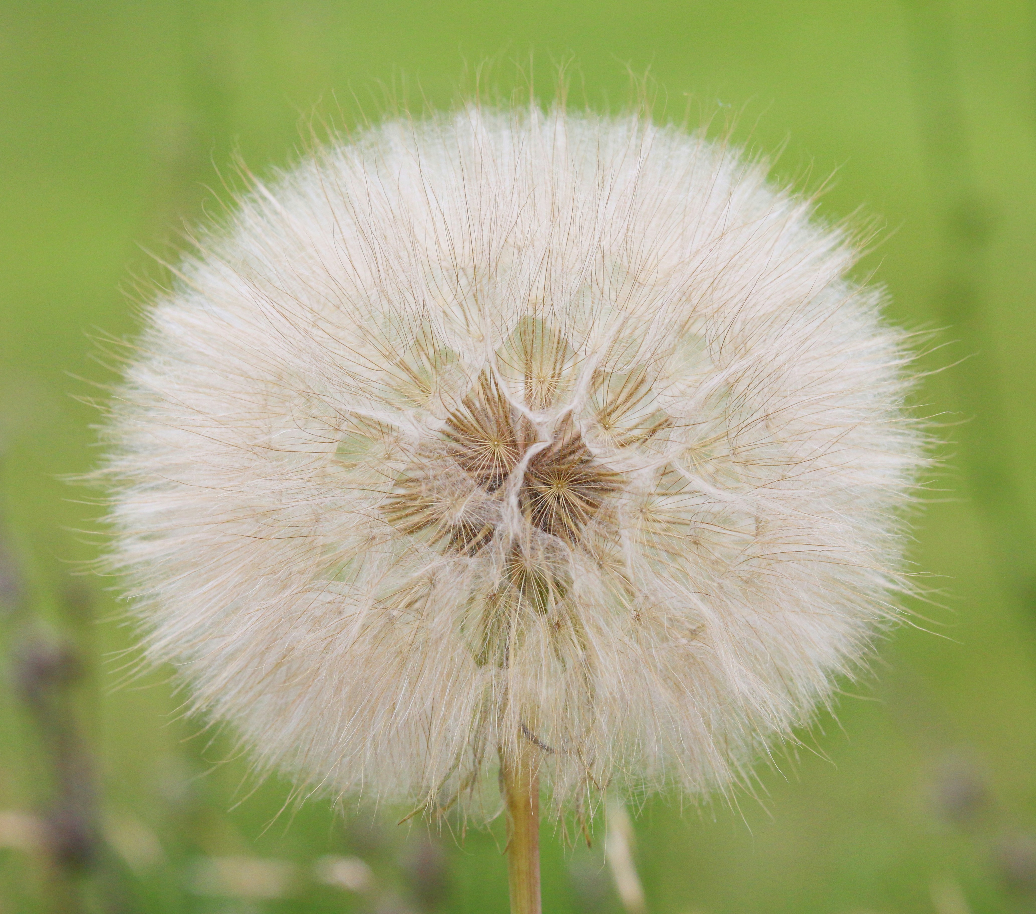 a close up of a dandelion