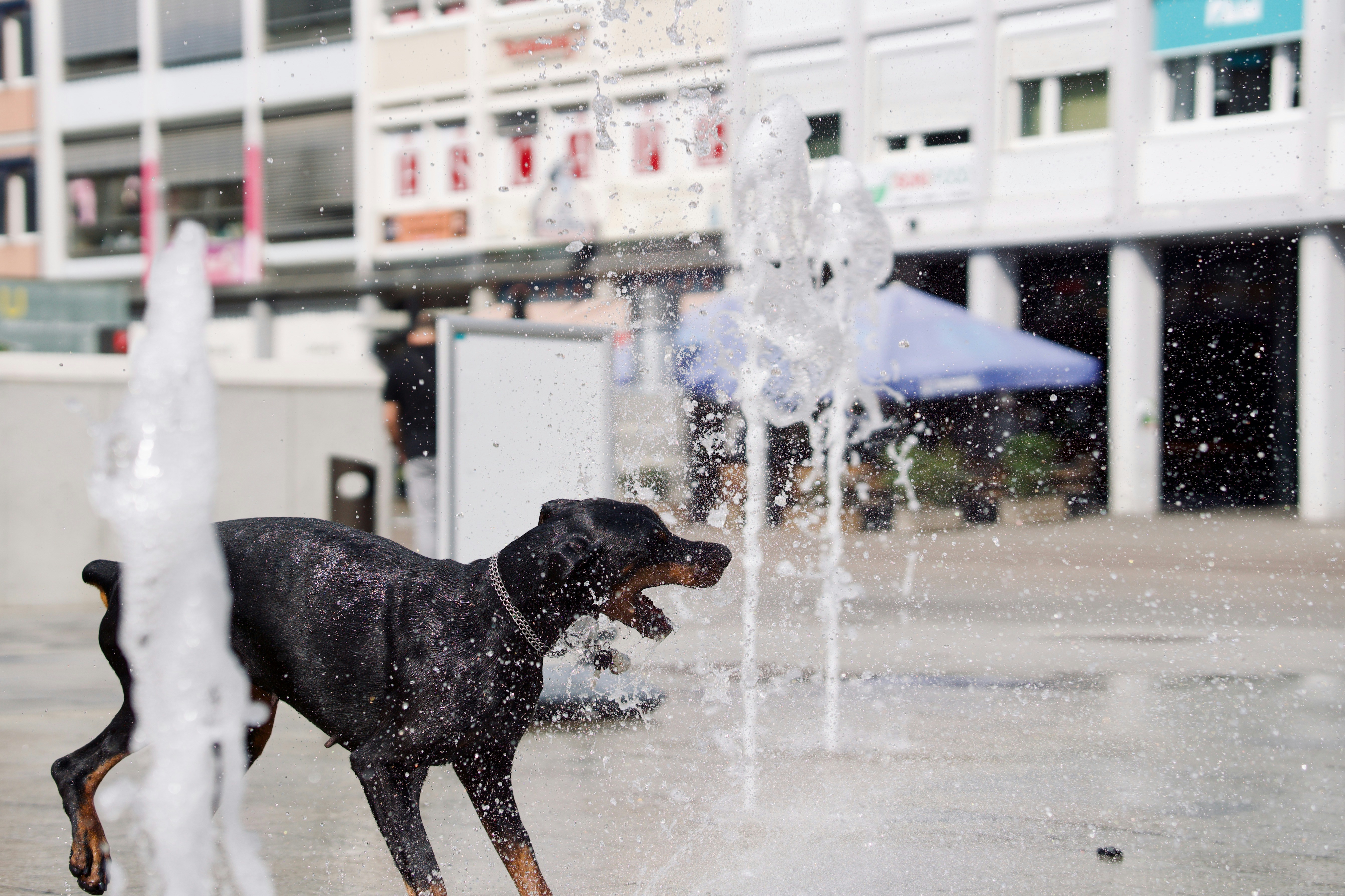 6) Búsqueda de atención: cuando el ladrido es un botón que tú mismo instalaste