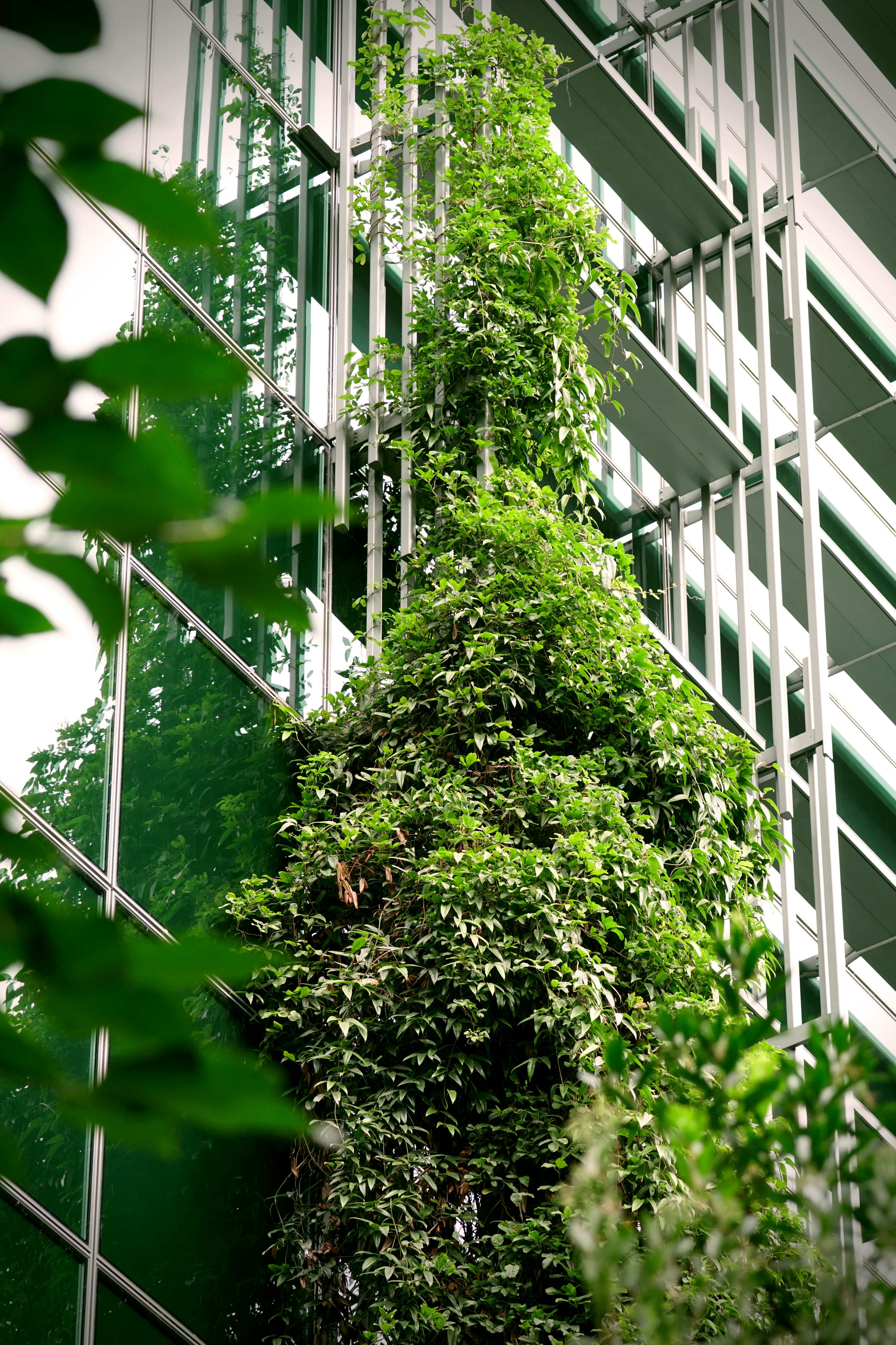 a tree with green leaves