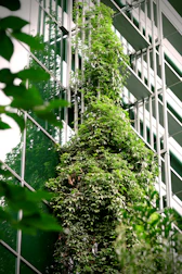 a tree with green leaves