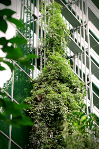 a tree with green leaves