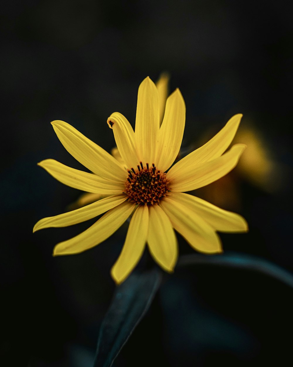 a yellow flower on a blue surface