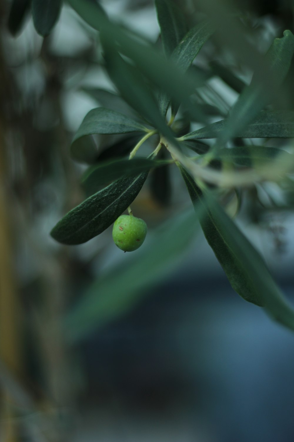 a green fruit on a tree