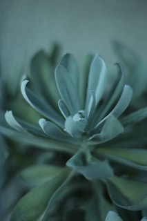 a close up of a plant