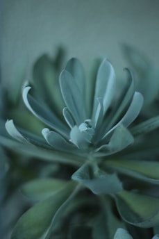a close up of a plant