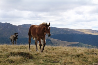 a couple of horses stand in a grassy field
