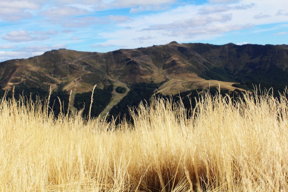 a grassy field with mountains in the background