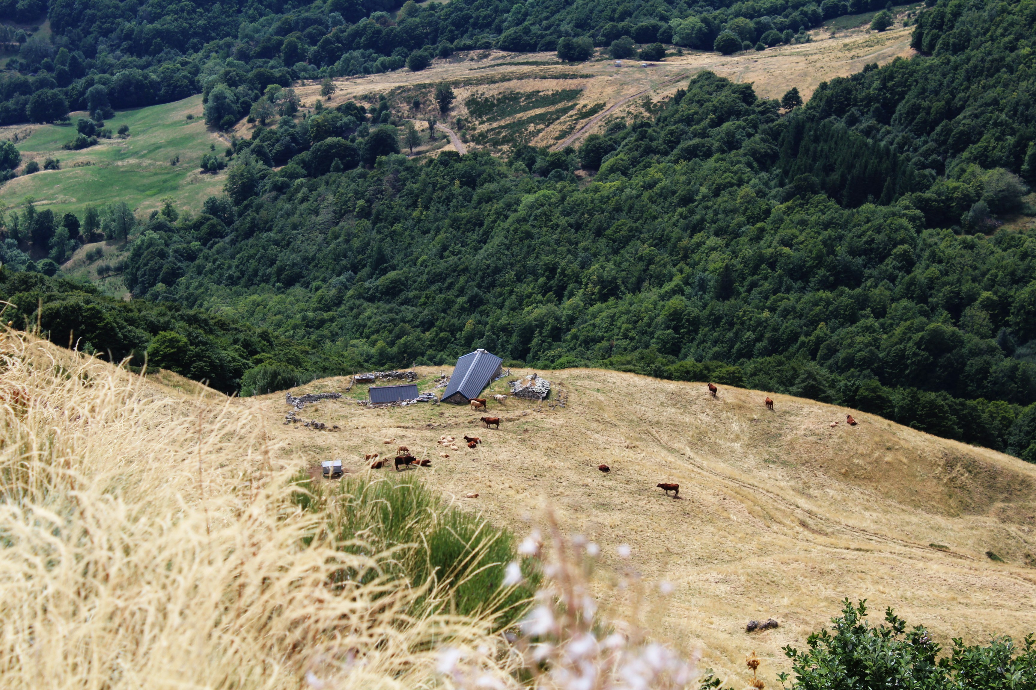 Cabinet Vétérinaire Delrieu Guedon Stenuit (Polminhac) — Polminhac