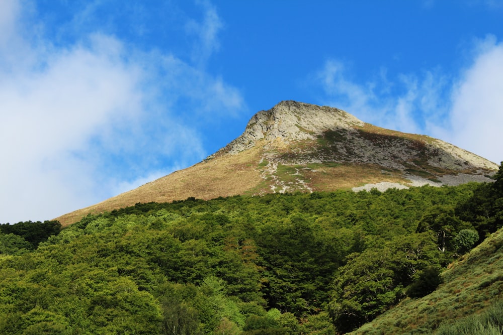 a hill with trees on it