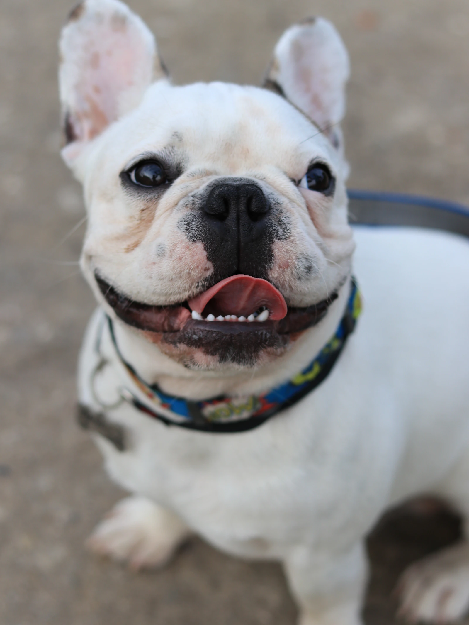 Real dog wearing a collar in a natural outdoor setting