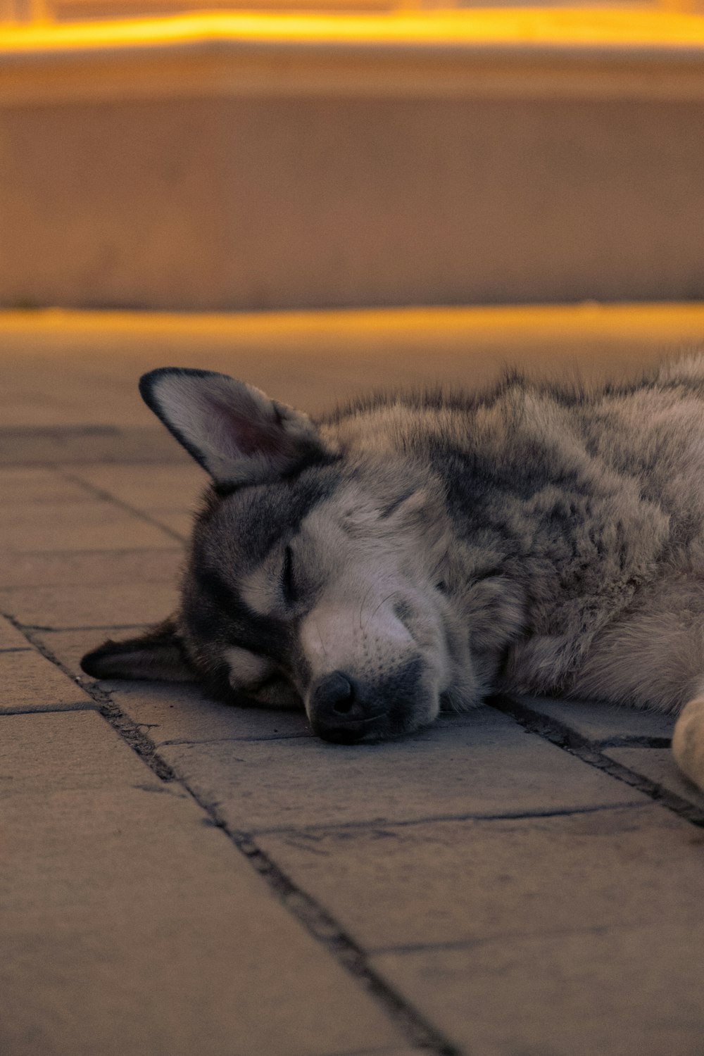 a dog lying on the ground