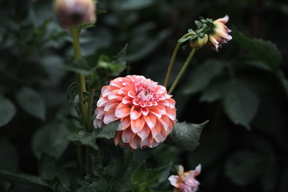 a close up of a flower