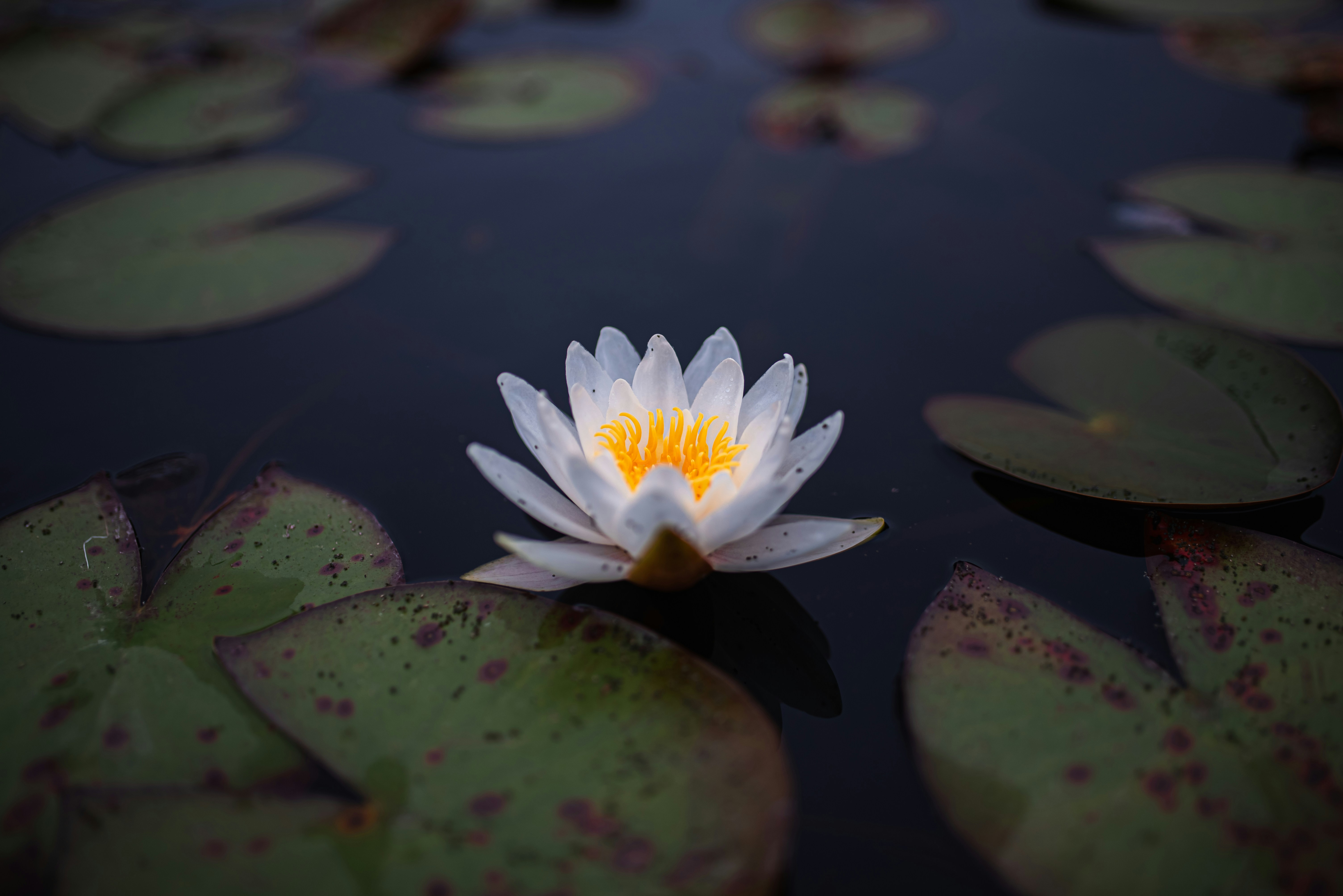 Photo by gabrielepmattia