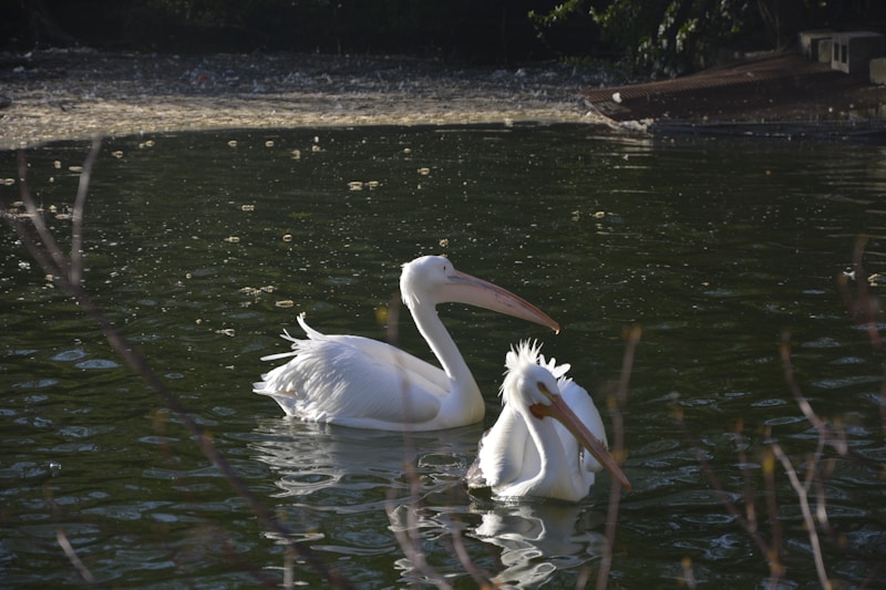 Aves nadando em perfeita sintonia