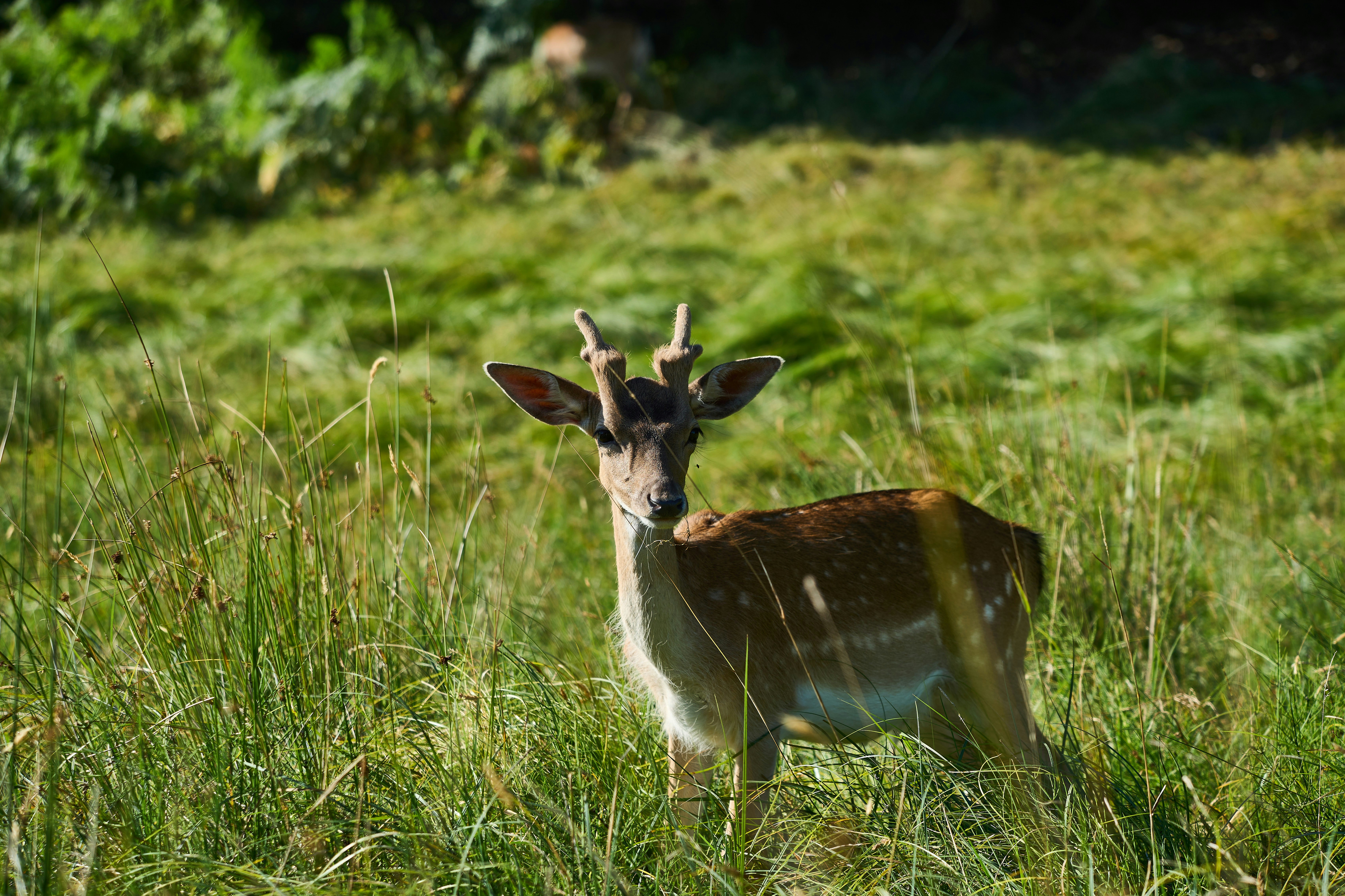 Photo by wolfgang_hasselmann