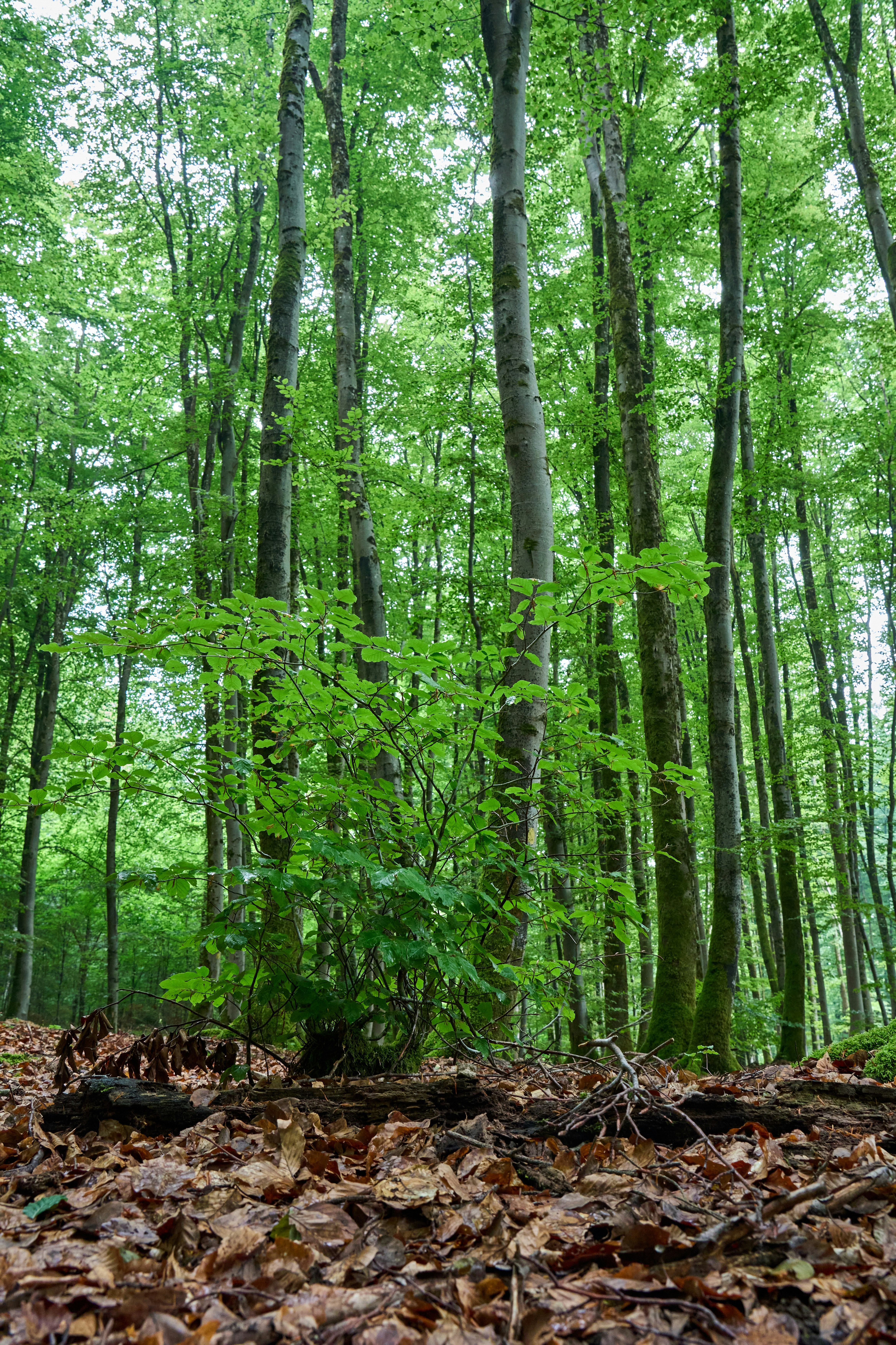 Photo by wolfgang_hasselmann