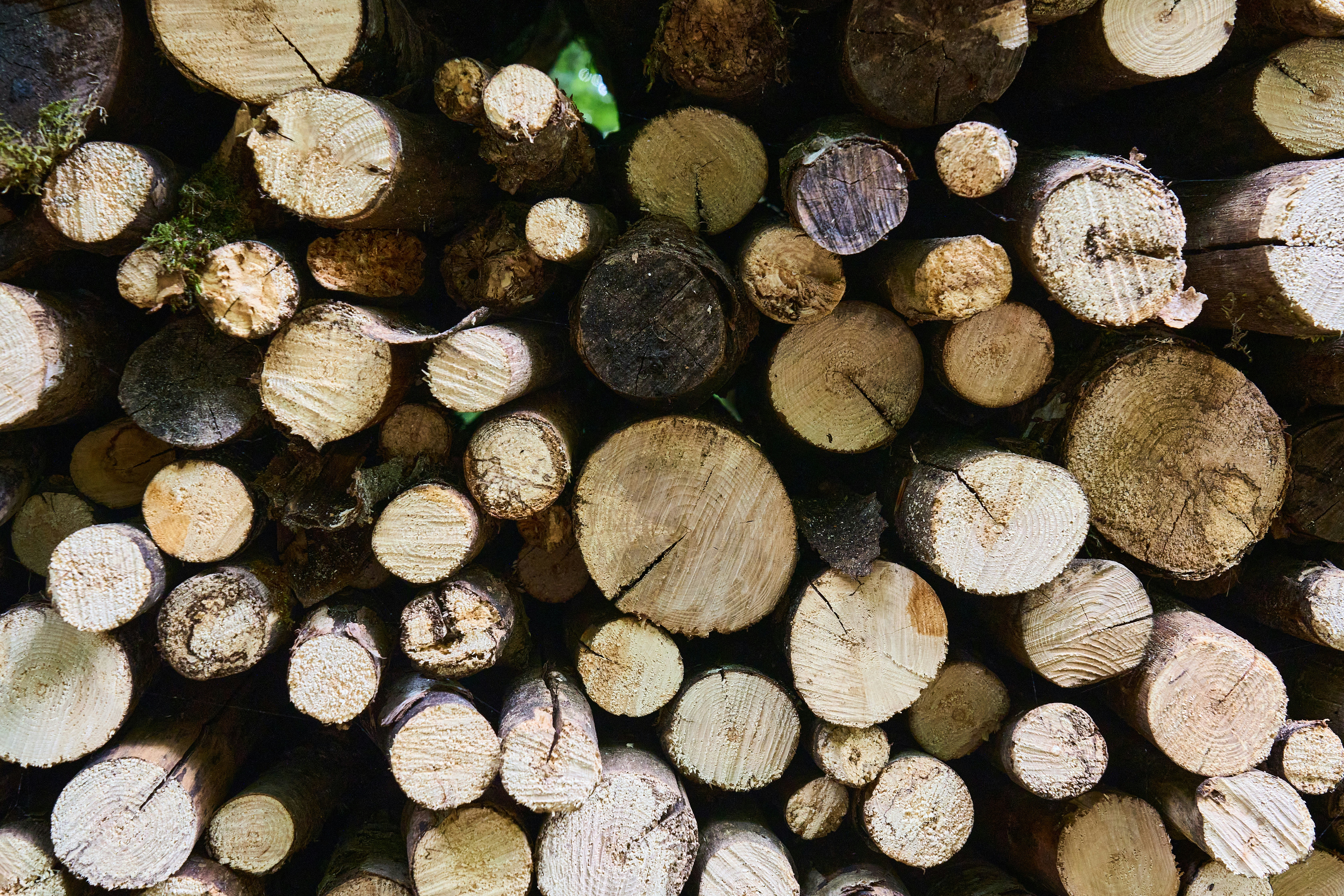 Photo by wolfgang_hasselmann