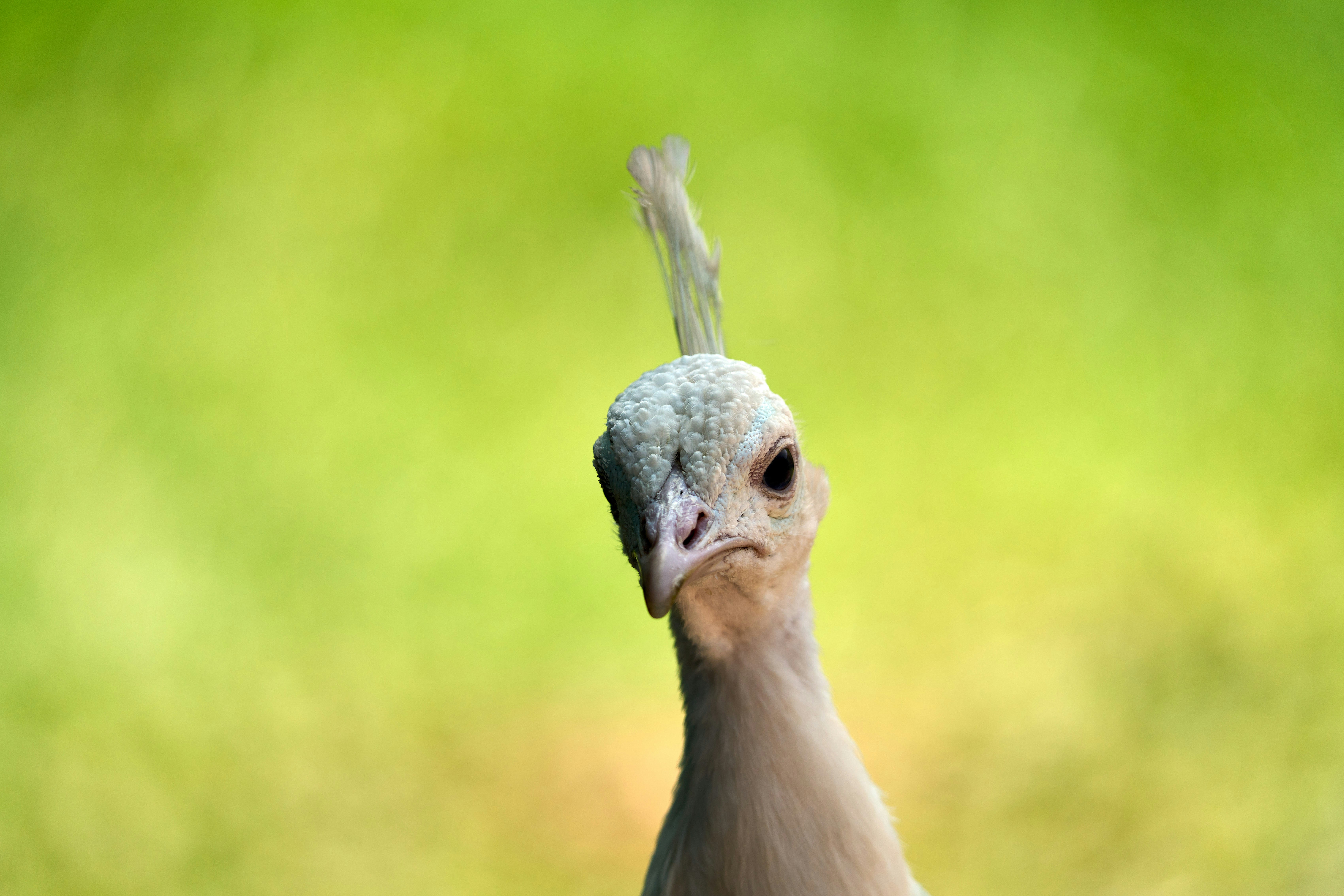 a bird with a long beak
