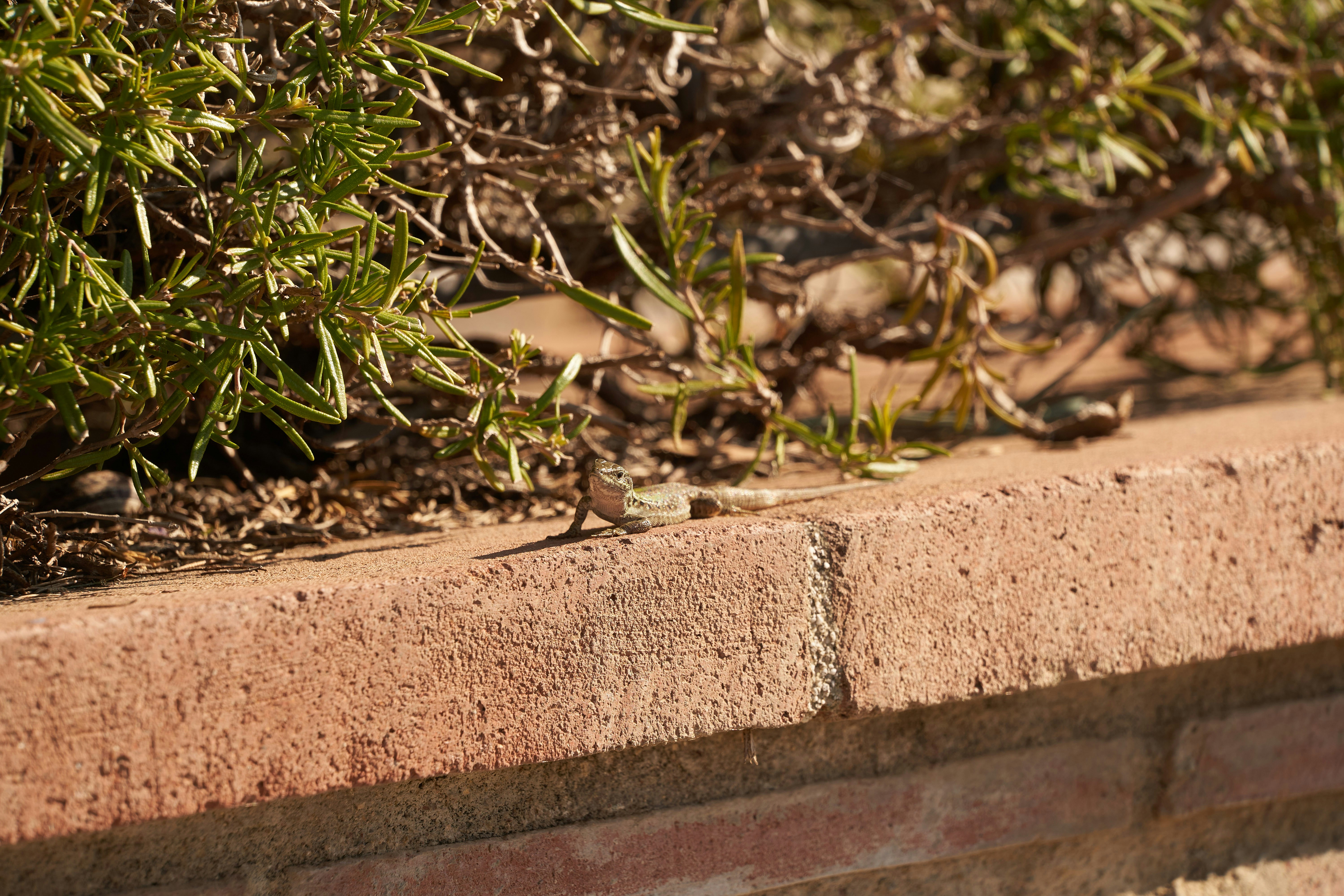 Photo by wolfgang_hasselmann