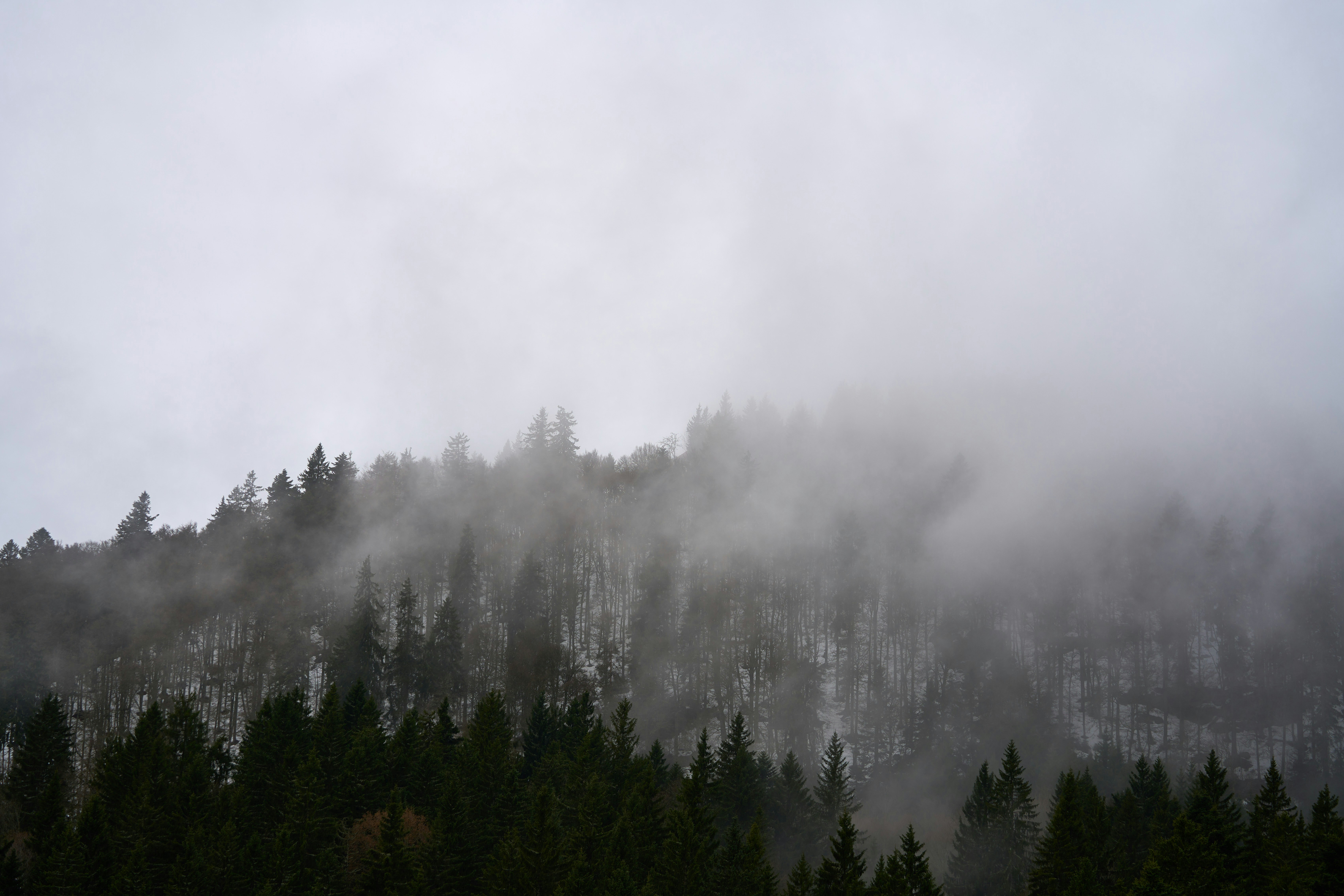 Photo by wolfgang_hasselmann