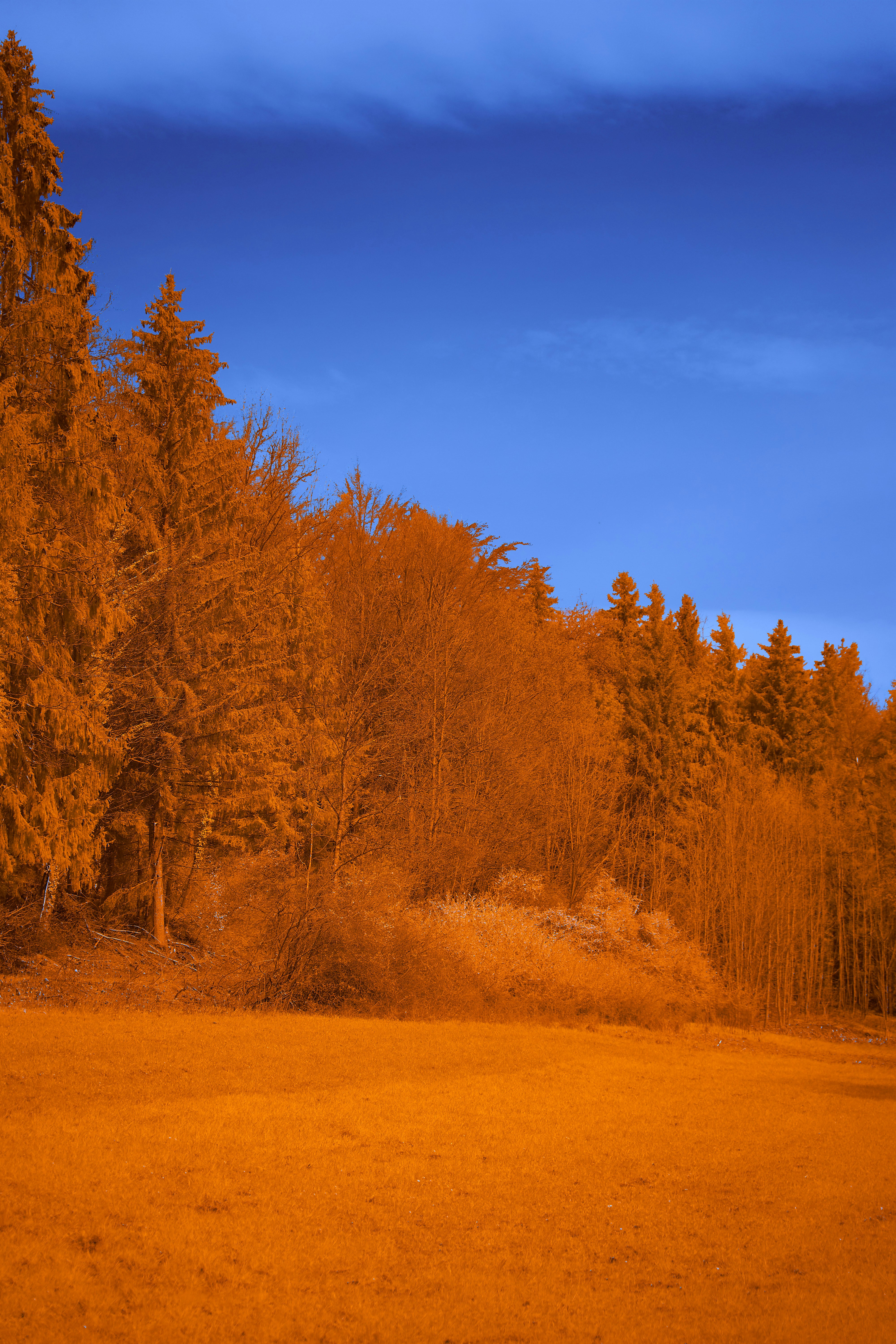 Photo by wolfgang_hasselmann