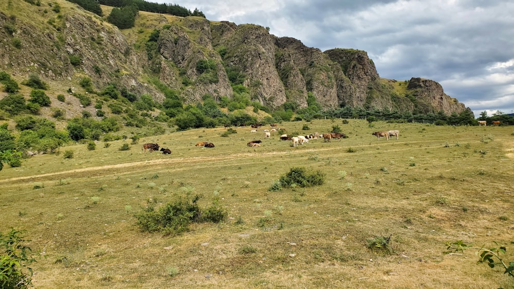 a group of animals stand in a grassy field with Lost Dutchman State Park in the background