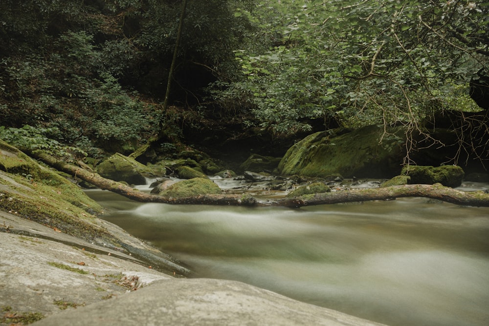 a river with rocks and trees