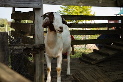 A white and brown goat stands on a wooden elevated platform inside a fenced area. The goat has curved horns and is looking forward. The background shows a grassy area with trees and playground equipment. The scene is well-lit with natural sunlight.