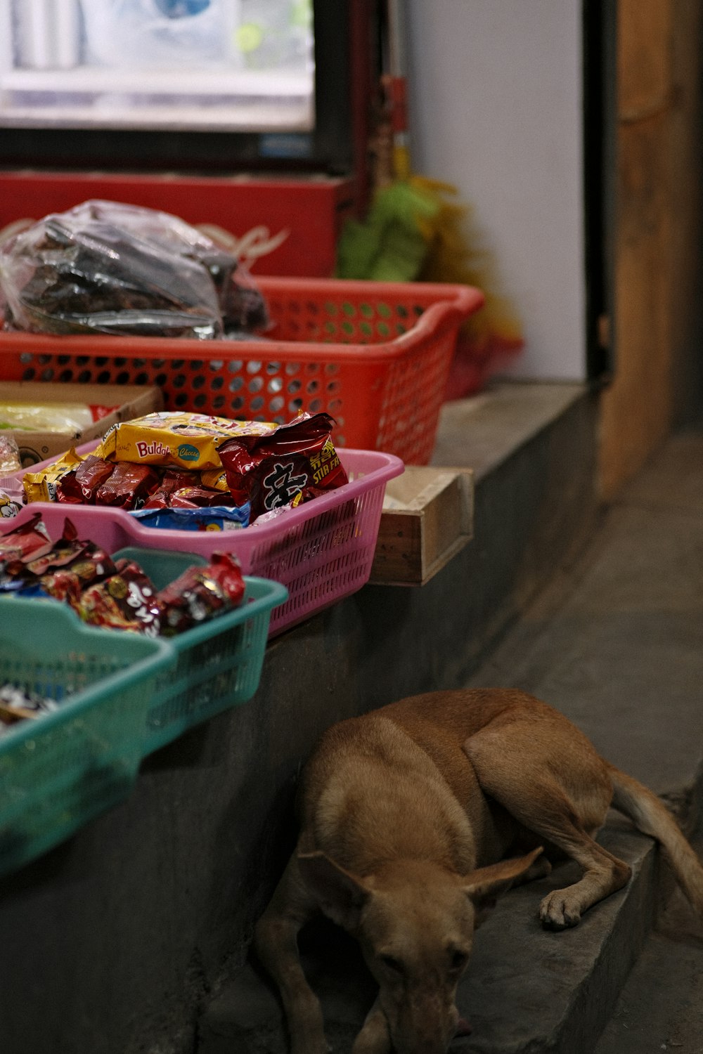 a dog sniffing a pile of candy