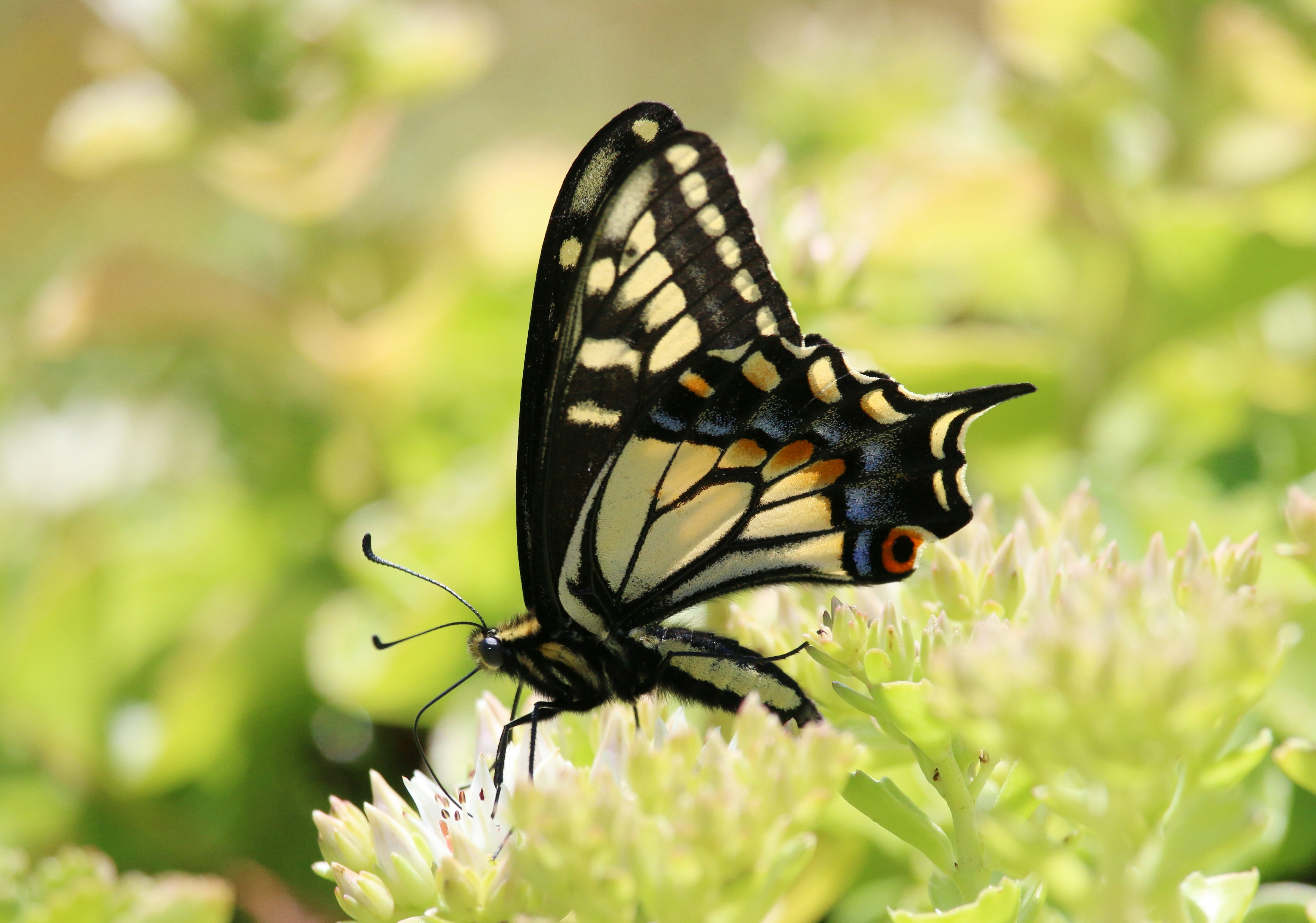a butterfly on a flower