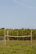 Rows of fruit trees heavy with ripe apples under a bright blue sky.