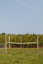 A lush apple orchard features rows of apple trees laden with ripe, red apples under a clear blue sky. In the foreground, a simple wooden fence with wire mesh separates the orchard from a grassy field.