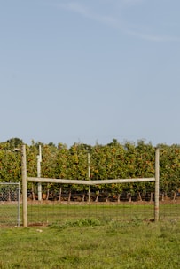 A lush apple orchard features rows of apple trees laden with ripe, red apples under a clear blue sky. In the foreground, a simple wooden fence with wire mesh separates the orchard from a grassy field.
