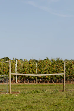 Sunlit rows of plum and apple trees with a rustic wooden fence in the foreground.