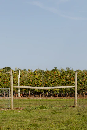 Rows of apple trees heavy with ripe Honeycrisp apples under a bright blue sky at Rocky Top Orchards.