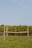 A peaceful apple orchard with ripe fruit under a clear blue sky.