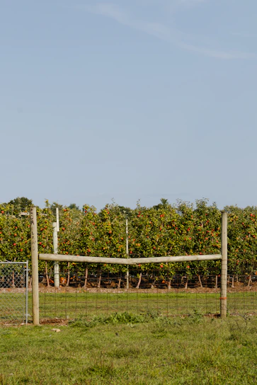 Sunlit rows of plum and apple trees with a rustic wooden fence in the foreground.