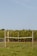 A peaceful apple orchard with ripe fruit under a clear blue sky.
