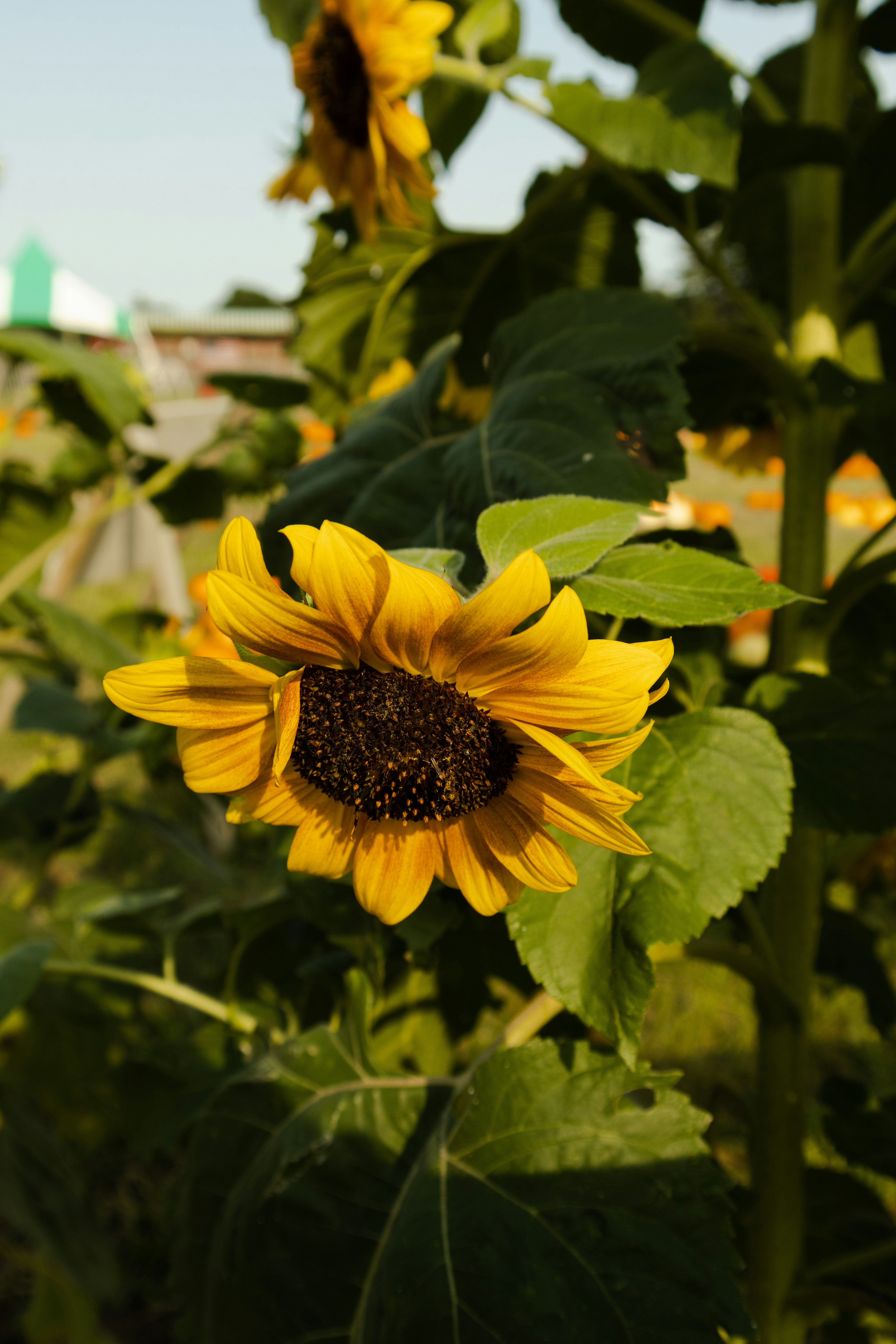 Photo by silviapgalan