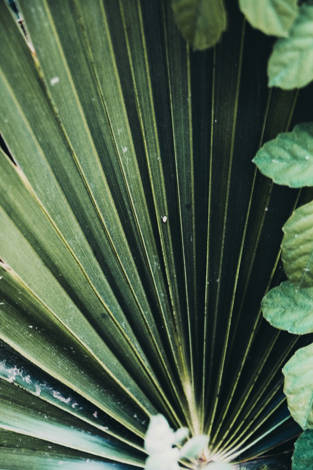 a close up of a plant