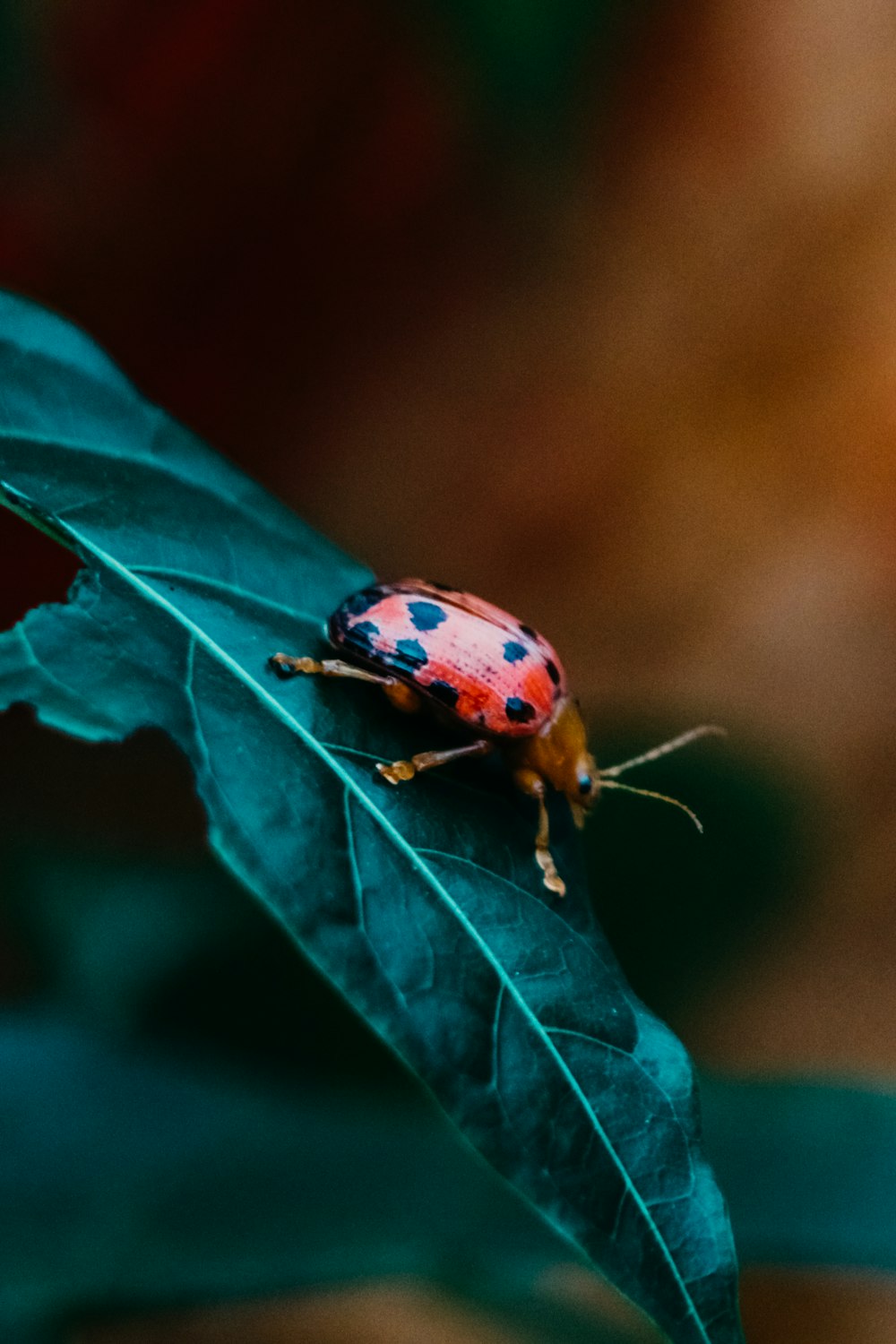 a colorful bug on a leaf