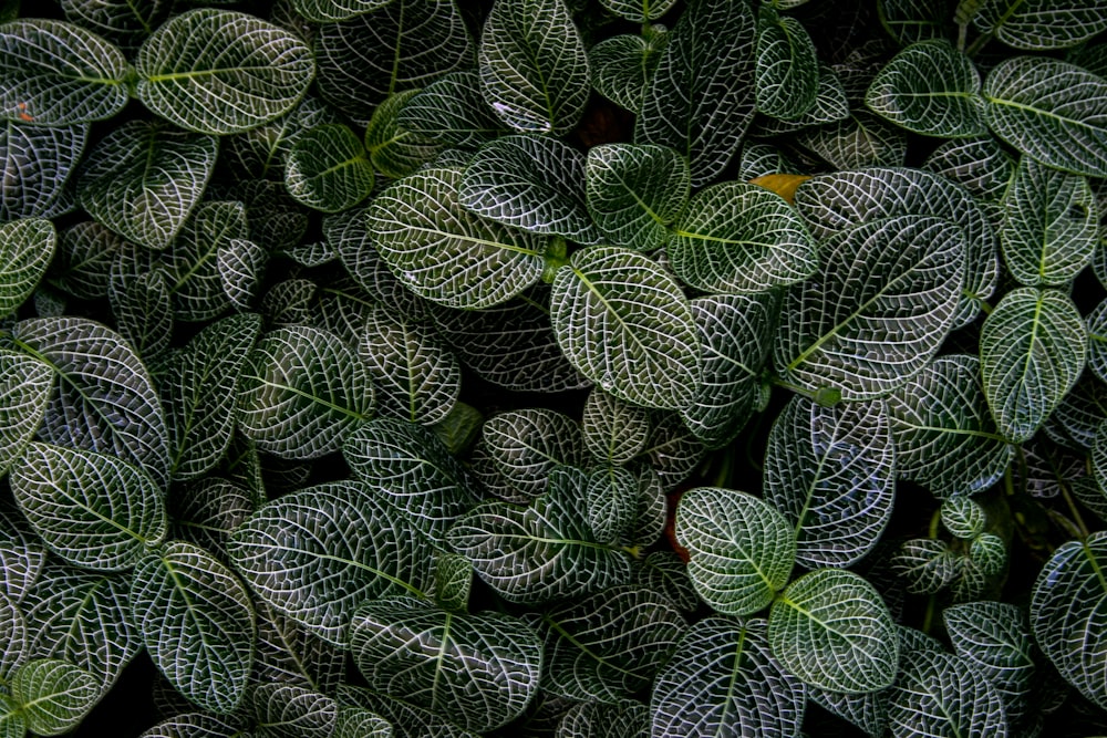 a group of green cactus