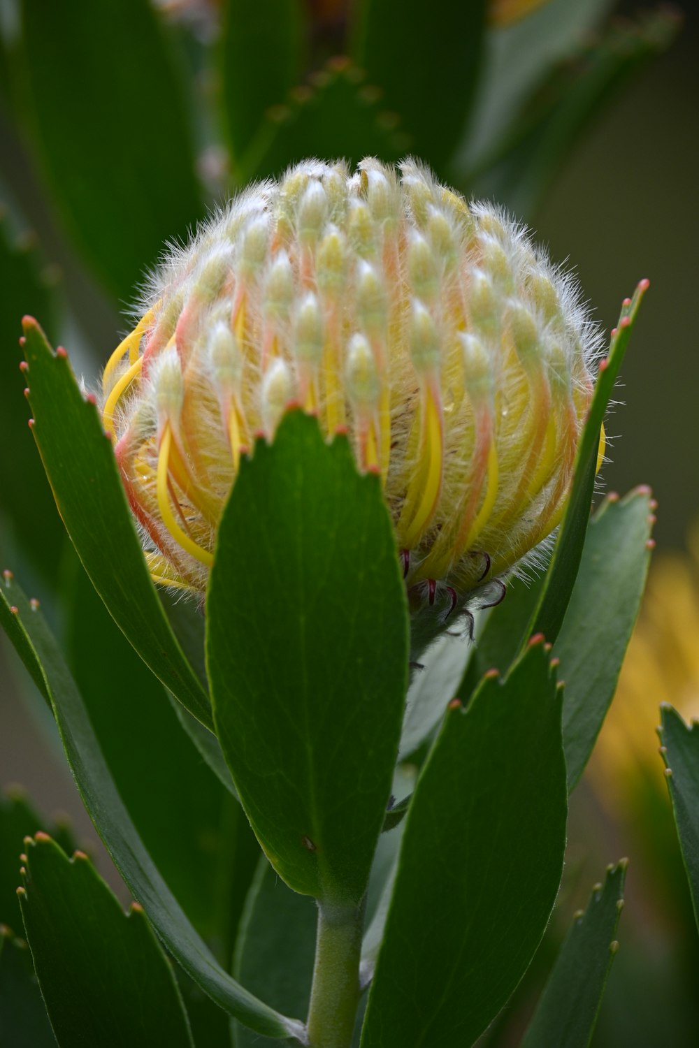 a yellow flower with green leaves