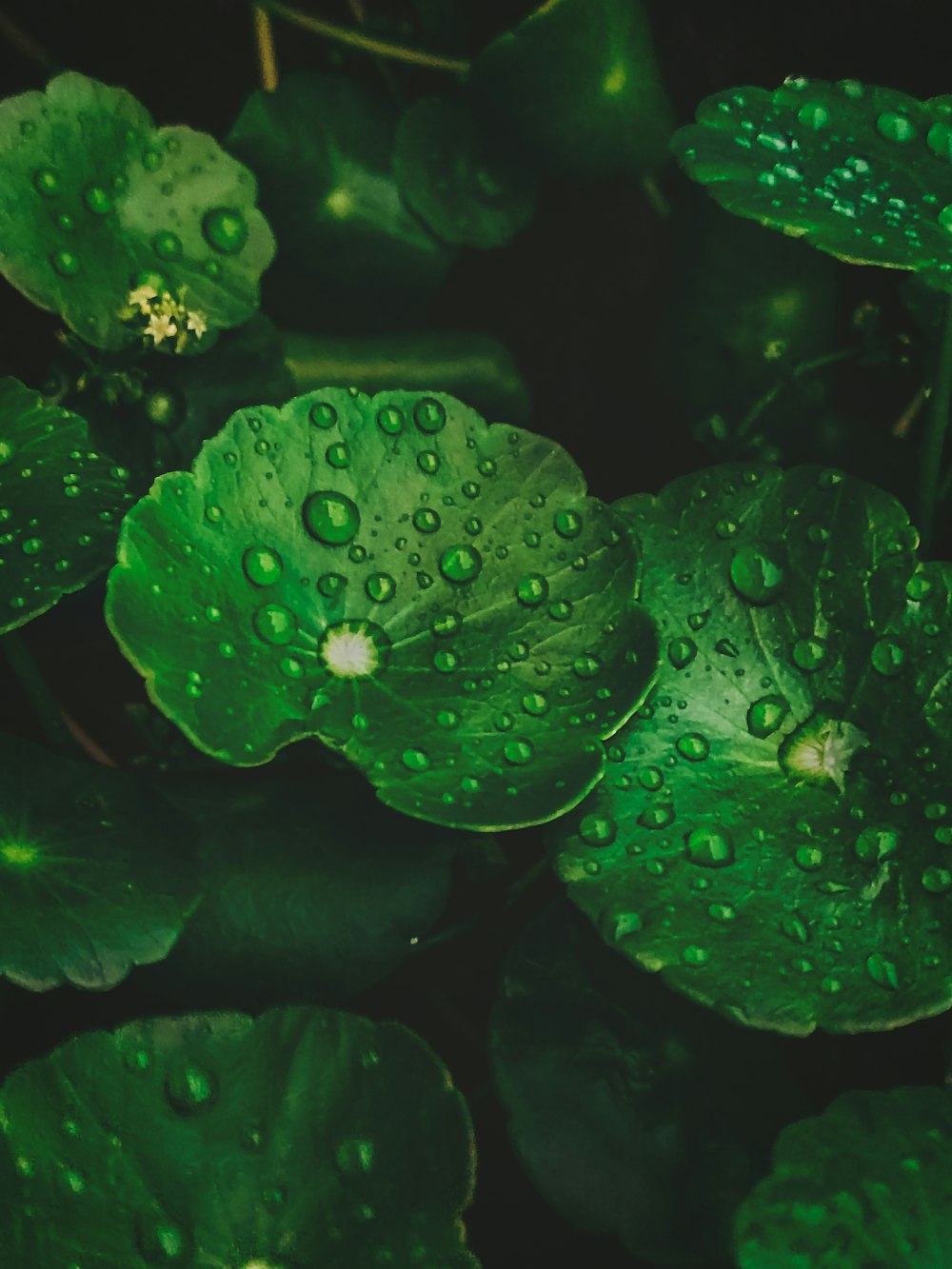 a close up of water droplets