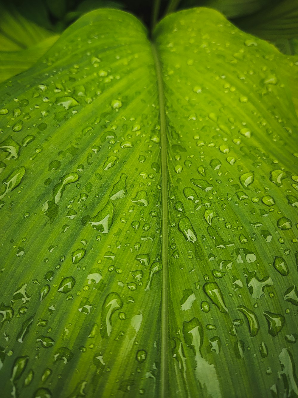 a close up of a leaf